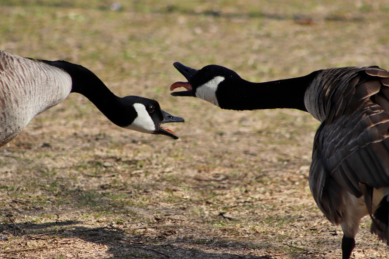 canada-geese-4998105_1280